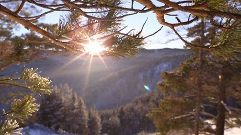 Sunrise in the winter forest. Stock Footage 70046464