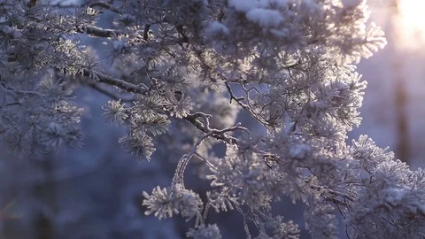 Sunrise in the winter forest. Video stock 70046781