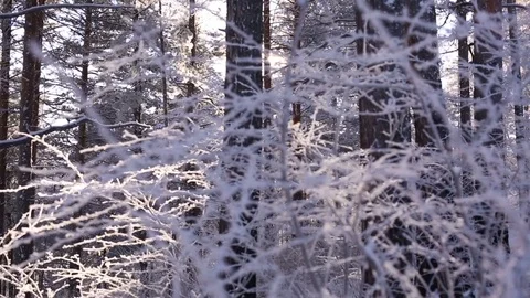 Sunrise in the winter forest. Stock Footage 70046802
