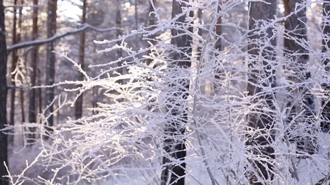Sunrise in the winter forest. Stock Footage 70047002