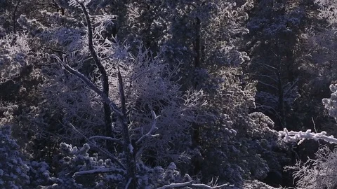 Sunrise in the winter forest. Stock Footage 70047005
