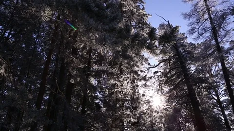 Sunrise in the winter forest. Stock Footage 70047119