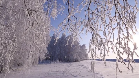 Sunrise in the winter forest. Stock Footage 70047247