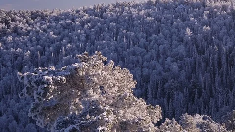 Sunrise in the winter forest. Stock Footage 70047483