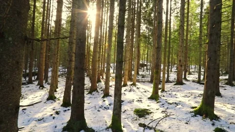 Sunrise in the winter forest. Stock Footage 238998332