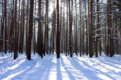 Sunrise in a winter forest. Stock Photos