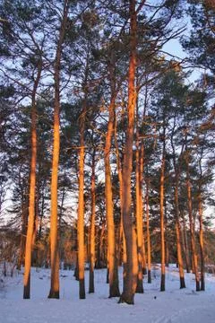 Sunrise in the winter forest. Stock-Fotos