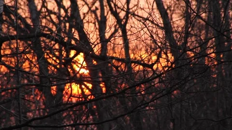 Sunrise in the Woods 스톡 동영상 41931611