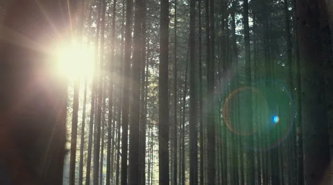 Sunrise in the woods Stock Footage 68177851