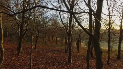 Sunrise in the woods. 動画素材 71134556