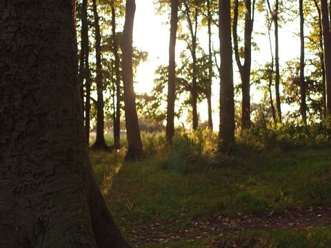 Sunrise in the woods Stock Footage 71962381