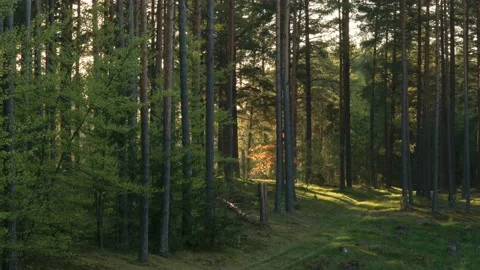 Sunrise in the woods Stock Footage 194521942