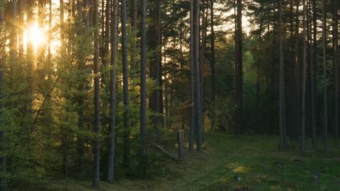 Sunrise in the woods  ( time-lapse) Stock Footage 194522002