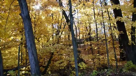 Sunrise woods walk 2 Stock Footage 12608355