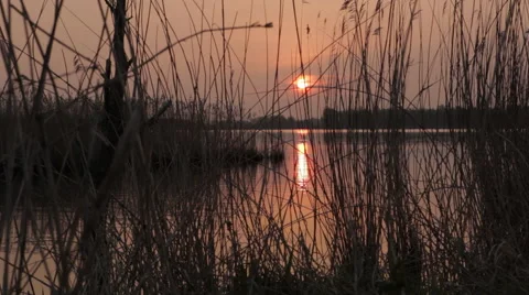 Sunrise_between_reed 스톡 동영상 49161940