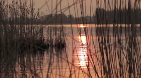 Sunrise_between_reed Stock Footage 49161961