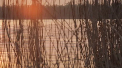 Sunrise_between_reed 스톡 동영상 49162313