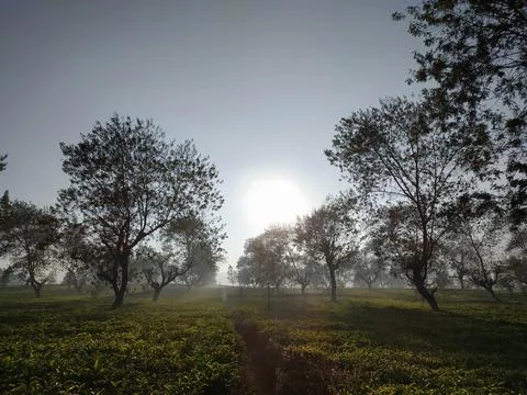 Sunrises Stock Photos