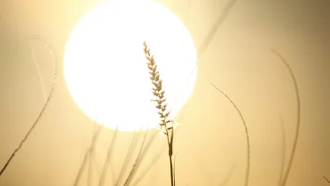 Sunrise/sunset - grass in the sun Stock Footage 72118494