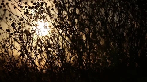 Sunrise/sunset - grass in the sun Stock Footage 72118511