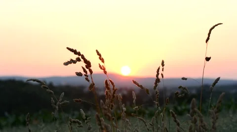 Sunriset at field Stock Footage 52359212