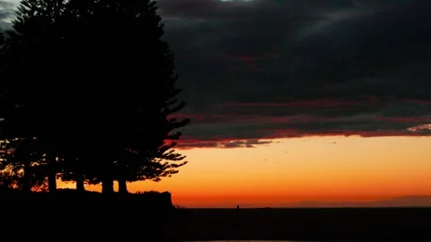 Sunrising behind pine trees Stock Footage 247480098