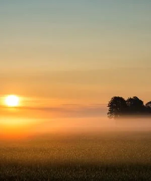 The Sunrising in front of a tree at dawn Stock Photos