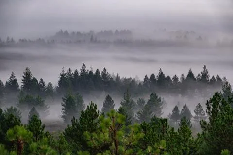 Sunrising with mist in pine tree forest 스톡 사진
