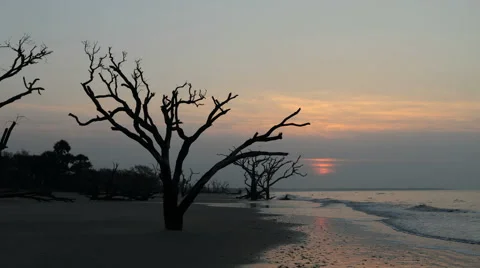 Sunrising over a beach with dead trees Stock Footage 42398898
