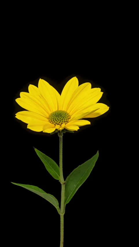 Sunroot opening timelapse on pure black Stock Footage 318646898