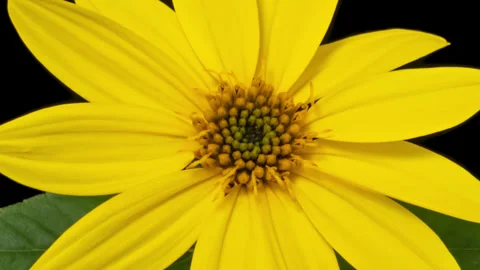 Sunroot opening timelapse on pure black Video stock 319499127