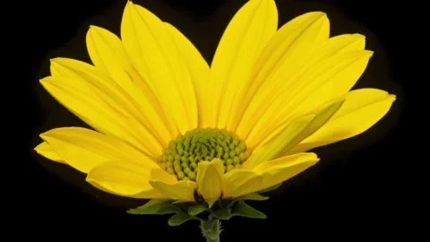 Sunroot opening timelapse on pure black Stockbeeldmateriaal 333621095