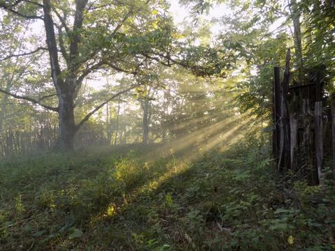 The sun's beam in the forest Stock Photos