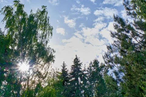 The sun's beam shines through the dense green foliage in the forest, the park in Stock Photos