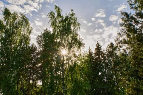 The sun's beam shines through the dense green foliage in the forest, the park in Stock Photos