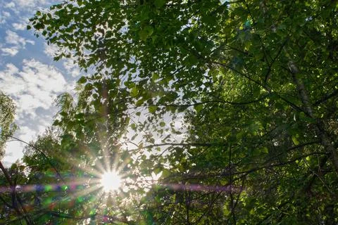 The sun's beam shines through the dense green foliage in the forest, the park in Stock Photos