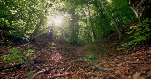 The Sun's Glare Softens Through the Thick Smoke of a Forest Ablaze Stock Footage 280073348