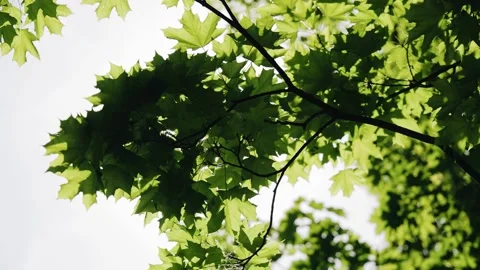 The sun's light breaks through the wedge leaves on a bright summer day Stock Footage 340329299