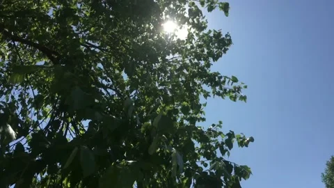 Suns Light Through Leaves of Windy Tree 스톡 동영상 117141837