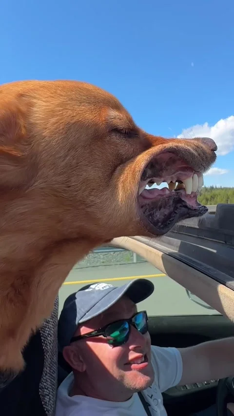 Suns Out Teeth Out, Newfoundland, Canada - 24 Jun 2026 Video stock 342076611