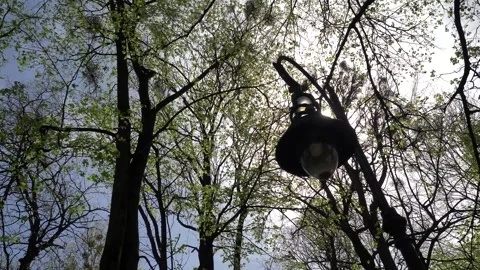 Sun's ray breaks through an old vintage street lamp in a city park Stock Footage 273598527