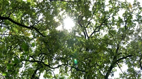 The sun's rays among the branches of an oak tree. Видео 80332742