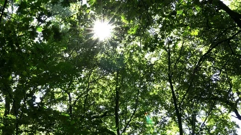 The sun's rays among the branches of trees. Stock Footage 80340512