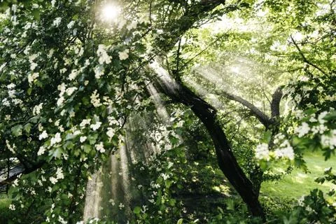 The sun's rays and the rain forest Stock Photos