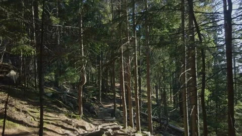 Sun's rays and shadow in a forest. Stock Footage 165160178