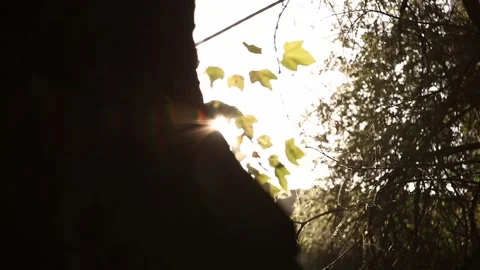 The suns rays and the tree trunk 1 Stock-Footage 330130597