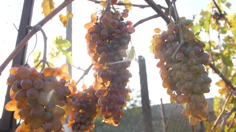 The Sun's Rays Are Breaking Through The Bunches Of Grapes. Russian Vineyards. Stock Footage 151386769