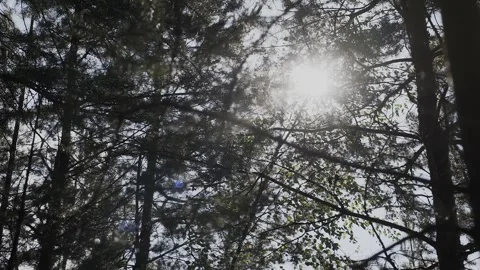 The suns rays are breaking through the tops of the spruce trees Stock Footage 328370315