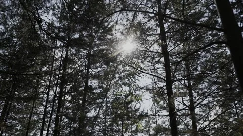 The suns rays are breaking through the tops of the spruce trees 스톡 동영상 328370335