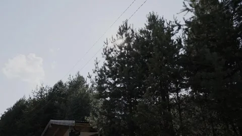 The suns rays are breaking through the tops of the spruce trees Video stock 328370342